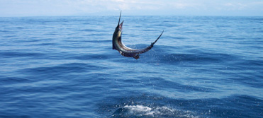 Pesca Compartida Cancun | Tours de Pesca en Cancun