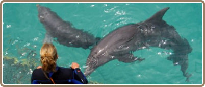 Nados con delfines en Cancun | Tours Cancun, promociones y descuentos