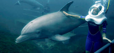 Nados con delfines en Xelha | Tours a Xelha, promociones y descuentos