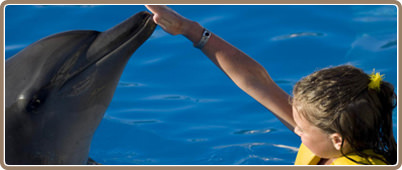 Nados con delfines en Cancun | Dolphinaris Cancun