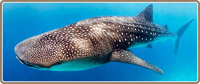 Tour Tiburon Ballena | Tours en Cancun