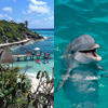 Royal Garrafon + Dolphin Encounter