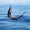Pesca compartida 6 hrs