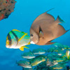 Morning Glory Snorkeling