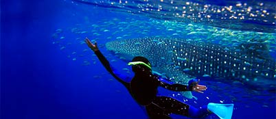 Expedici�n Tibur�n Ballena