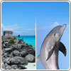 Tulum + Parque interactivo con Delfines