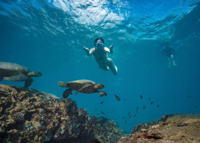  SNORKEL TOURS con Tortugas + Isla Mujeres