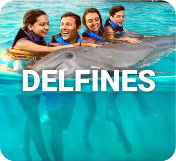 Nado con delfines