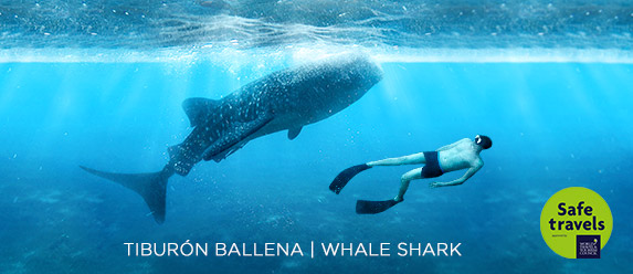 tour-nado-tiburon-ballena