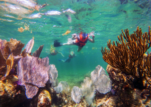 turista nadando entre arrecifes de coral