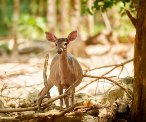 Venado en la reserva natural de Aktunchen