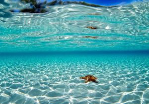 playa de aguas critalinas arena blanca y estrellas de mar en cozumel