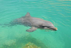 Delfin nadando en aguas del caribe