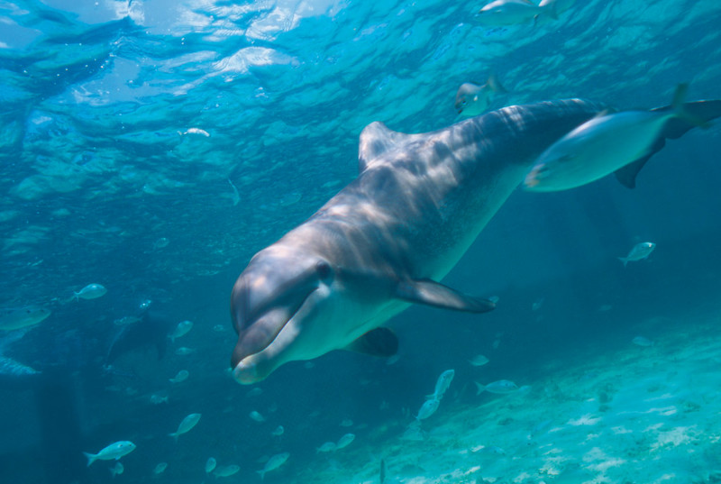 Delfin nadando libre