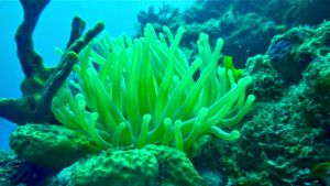 Anemona en arrecifes de cozumel