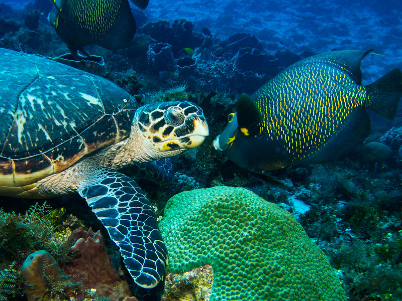 Tour privado cozumel