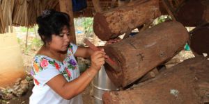 Mujer maya raspando un jobon hecho de tronco de arbol para cuidar abejas meliponas