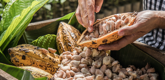 Manos ancianas sacando cacao de su vaina