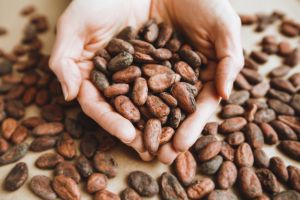 granos de cacao natural en manos de turista