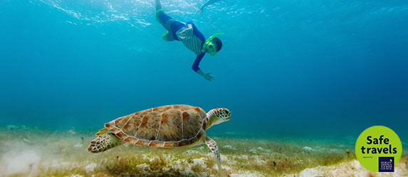 Tours de Snorkel con Tortugas y MUSA