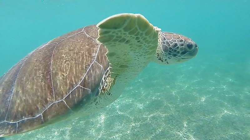 Tortuga marina nadando bajo el mar de Cancún