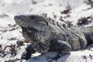 iguana sobre arena blanca de Cancún