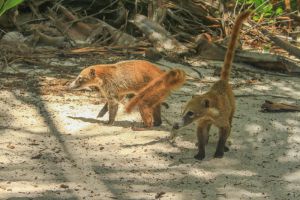 Coatis o tejones libres y silvestrs en zona turística de Cancún y Tulum