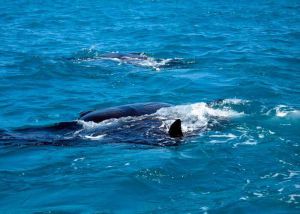 aletas de tiburones ballena en Cancún