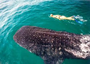 mujer joven nadando en el mar en isla mujeres