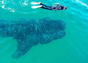 turista nadando con tiburon ballena