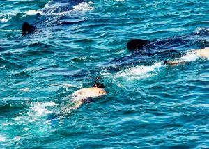 muchos tiburones ballena nadando en isla mujeres