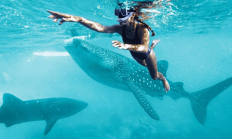 mujer joven con snorkel nadando junto a whale sharks