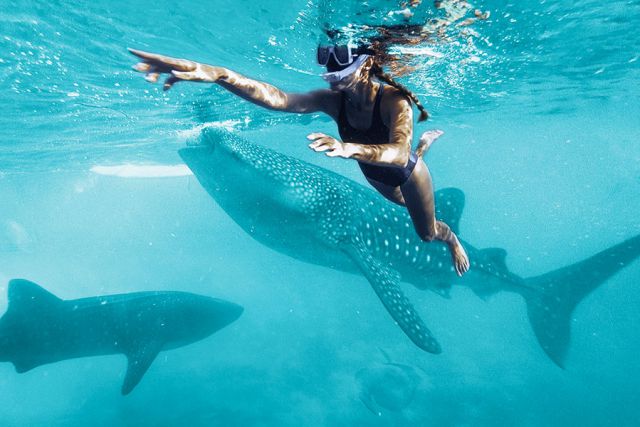 mujer joven con snorkel nadando junto a whale sharks