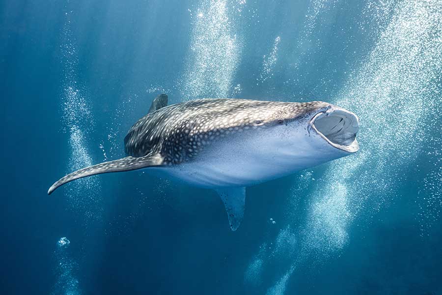 Tiburon ballena con la boca abierta