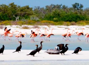 flamingos en holbox