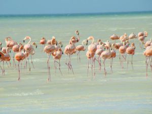 flamingos rosas de holbox
