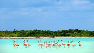 holbox flamingos