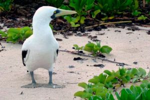 aves de contoy