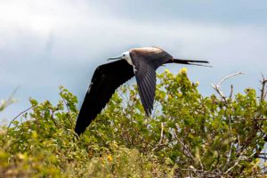 gaviotas de isla contoy