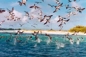 aves de isla contoy