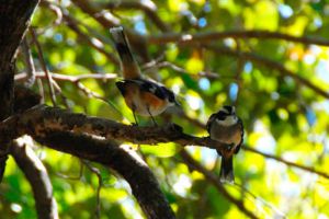 aves en isla contoy