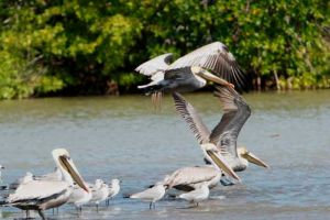 pelicanos de isla contoy