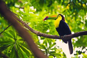 tucan en reserva natural de contoy