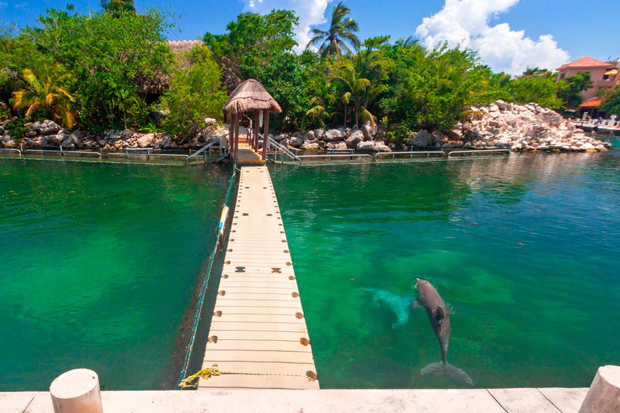 delfines en puerto aventura