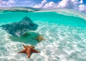 mantarraya en mar caribe