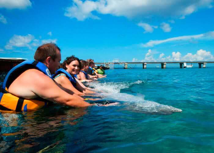 actividad de delfines en cozumel