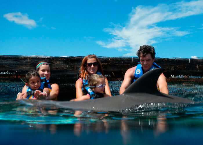 dolphin encounter cozumel chankanaab